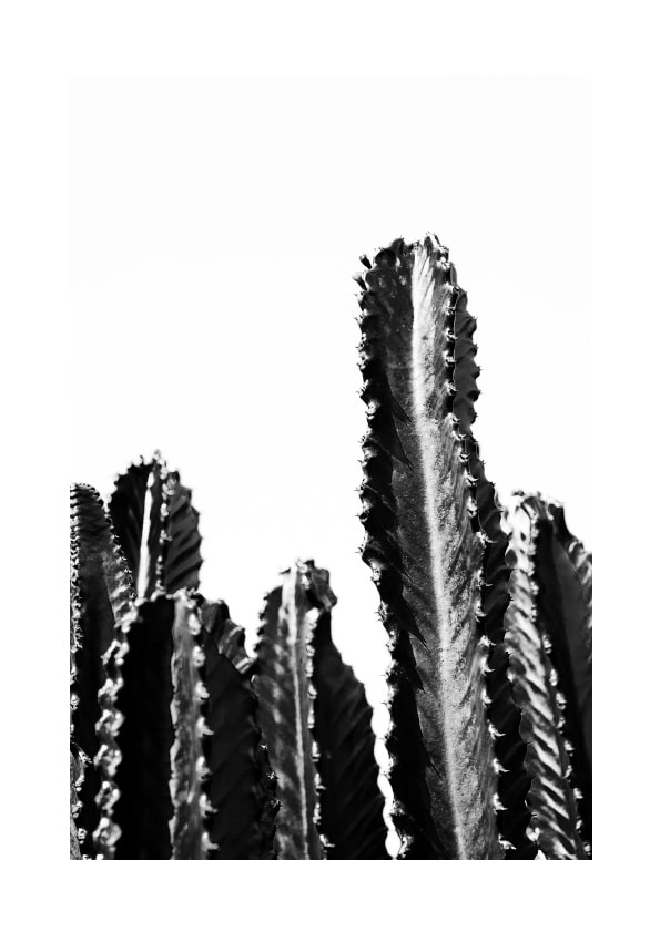 BlackAndWhiteCactus_A4_With boarder