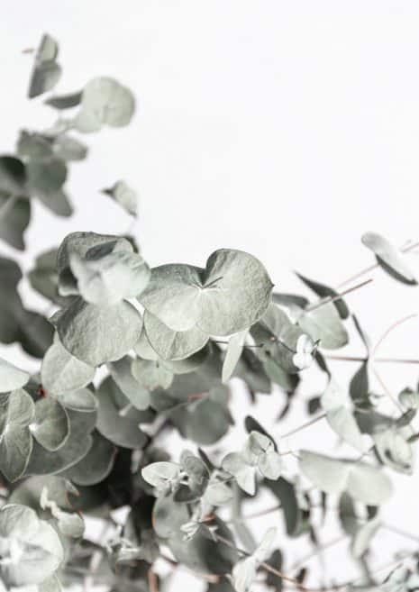 Eucalyptus Leaves Art Print