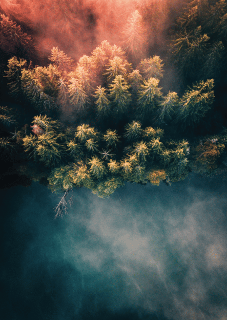 Misty Pine Trees Art Print