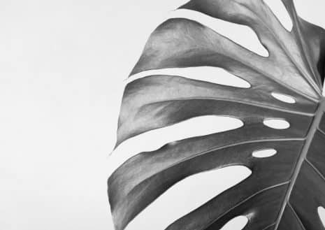 Monster Leaf Art Print