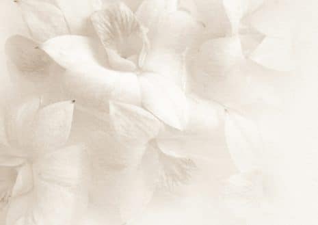 Orchard Flower Art Print