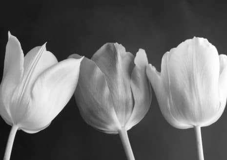 Tulips Art Print