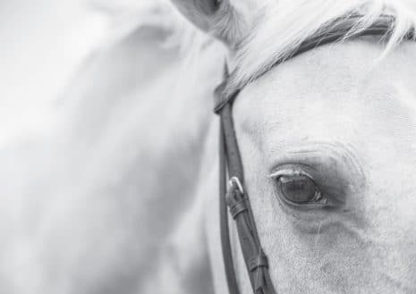 White Horse Art Print